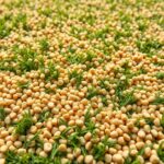 Artificial Turf Installation Westlake: Is It the Right Choice for Your Lawn?